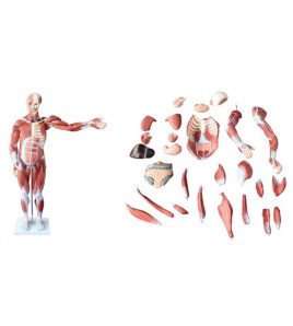 Model ľudské telo so svalmi - ekonomický model