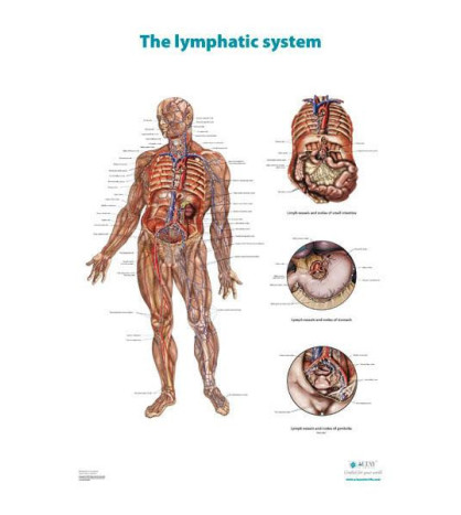 Obraz - Lymfatický systém, popis AJ