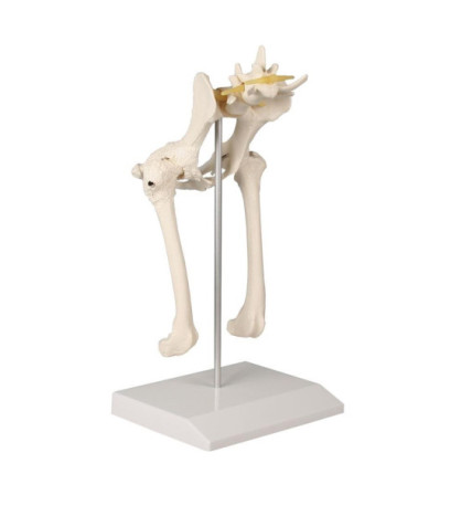 Model nohy psa s kĺbmi