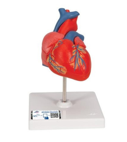 Model - Srdce 2-dielne