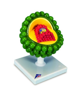 Model - Vírus HIV
