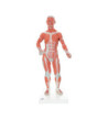 Model - Ľudské svalstvo, 2-dielny model, 1/3 životnej veľkosti