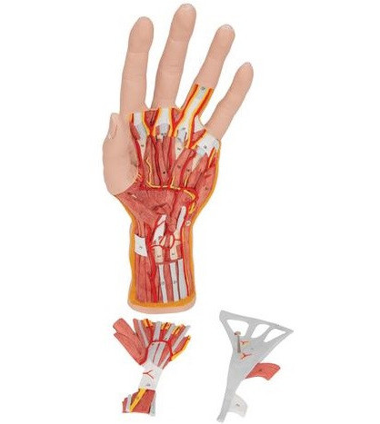 Model - Vnútorná štruktúra ruky, 3-dielny