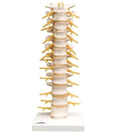 Model - Hrudná chrbtica, 32cm