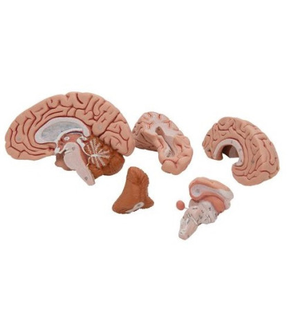 Model - Mozog 5-dielny, s magnetmi na uchytenie na magnetickú tabuľu