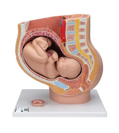 Model - Panva v tehotenstve, 3-dielna