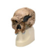 Antropologická lebka predchodcu neandertálskeho človeka z náleziska Steinheim