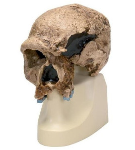 Antropologická lebka predchodcu neandertálskeho človeka z náleziska Steinheim