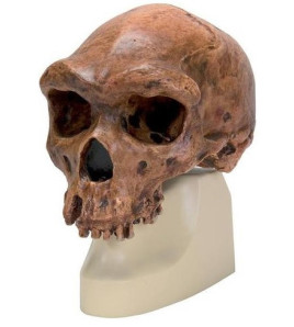 Antropologická lebka ranného človeka Homo Sapiens Rhodesiens z Broken Hill, Kabwa