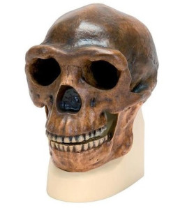 Antropologická lebka Homo erectus pekinensis - Sinanthropus