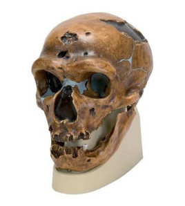 Antropologická lebka klasického neandertálskeho človeka z náleziska La Chapelle-Au-Sains