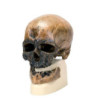 Antropologická lebka človeka kromaňonského - Crô-Magnon