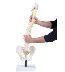 Model - Pružný model chrbtice, 90cm