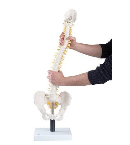 Model - Pružný model chrbtice, 90cm