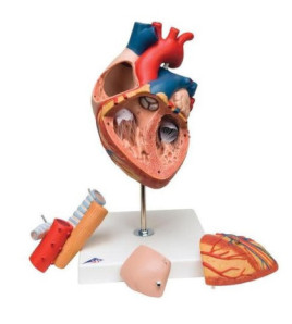 Model - Srdce s pažerákom a tracheou, v 2-násobnej veľkosti, 5-dielne