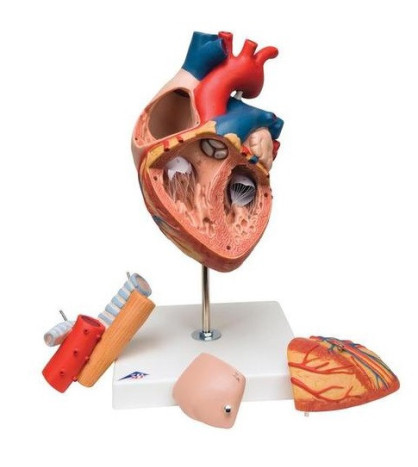 Model - Srdce s pažerákom a tracheou, v 2-násobnej veľkosti, 5-dielne