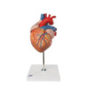 Model - Srdce v 2-násobnej veľkosti, 4-dielne