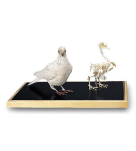 Vypreparovaný model a kostra holuba