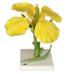 Model - Kvet repky olejnej