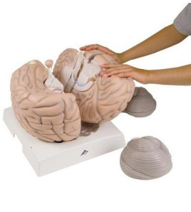 Model - Mozog, 14-dielny 2,5x zväčšený