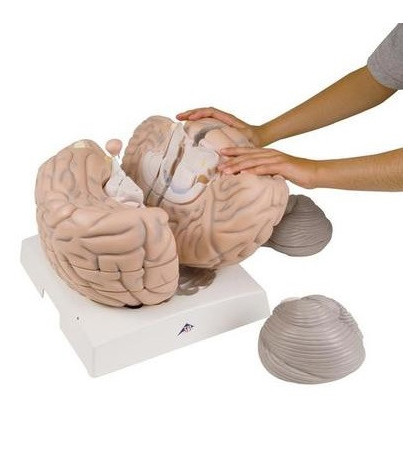 Model - Mozog, 14-dielny 2,5x zväčšený