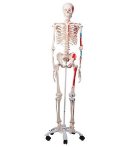 Kostra človeka Max - životná veľkosť so svalovými úponmi