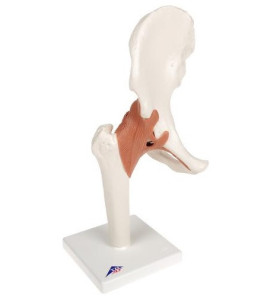 Model - Bedrový kĺb - funkčný