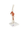 Model - Lakťový kĺb - funkčný