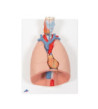 Model ľudských pľúc s hrtanom, 7-dielny