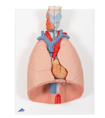 Model ľudských pľúc s hrtanom, 7-dielny