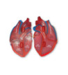 Srdce - penový model