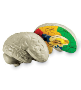 Mozog - penový model