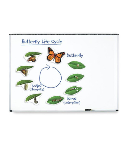 Životný cyklus motýľa - magnetky