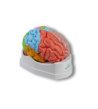 Mozog - funkčný model s oblasťami, 5-dielny