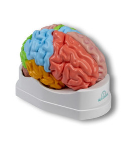 Mozog - funkčný model s oblasťami, 5-dielny