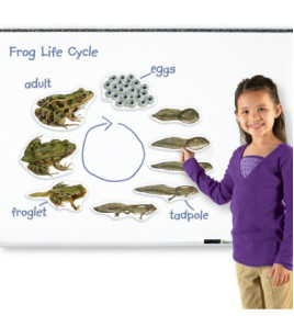 Životný cyklus žaby - magnetický set