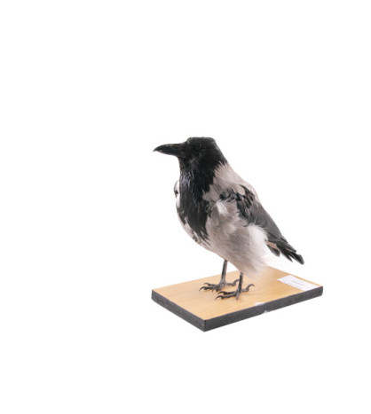 Vypreparovaný model - vrana