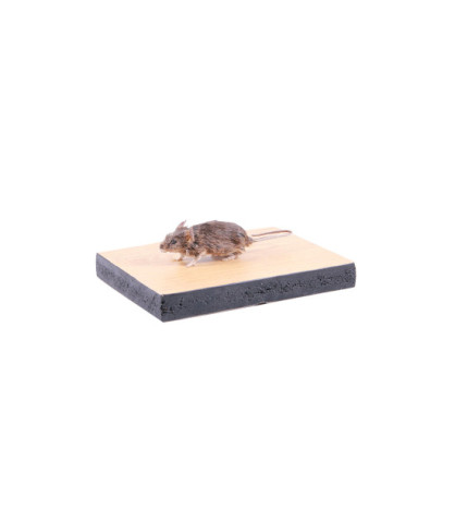 Vypreparovaný model - myš