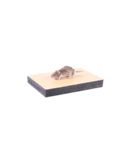 Vypreparovaný model - myš