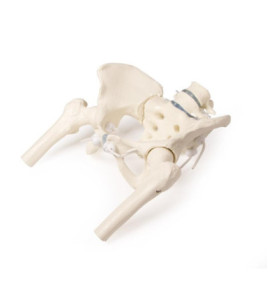 Model ženskej panvy s hlavicami stehenných kostí a 2 bedrovými stavcami - pohyblivý