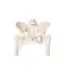 Model ženskej panvy s hlavicami stehenných kostí a 2 bedrovými stavcami - pohyblivý