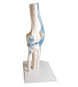 Model Kolenný kĺb s väzmi so stojanom - pohyblivý