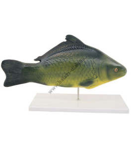 Model ryby