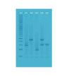 Testovacia súprava Genetický odtlačok prsta - príslušenstvo sady PCR Termocyklér miniPCR
