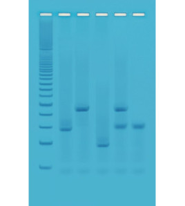 Testovacia súprava Genetický odtlačok prsta - príslušenstvo sady PCR Termocyklér miniPCR
