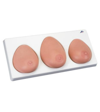 Cvičný model vyšetrenia prsníkov na podstavci