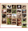 Zvieratá na farme - LOTO komunikačné obrázky