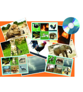 Zvieratá a príroda - hra (25 zvukov a ich názvy)