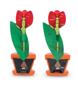 Tulipán - penový model