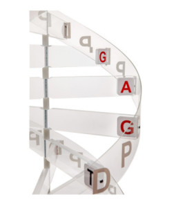 Štruktúra DNA - veľký model